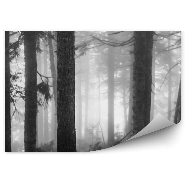 Fototapet perete Sepia Pădure Ceață
