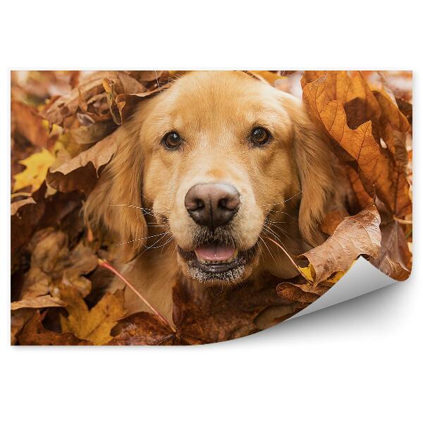 Fototapet vintage Câinele Golden Retriever Toamna Lasă Bucurie Distractivă