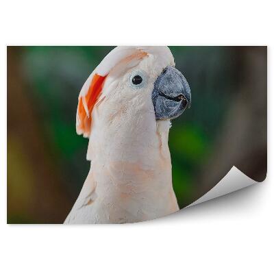Fototapet perete Cacatua Roz