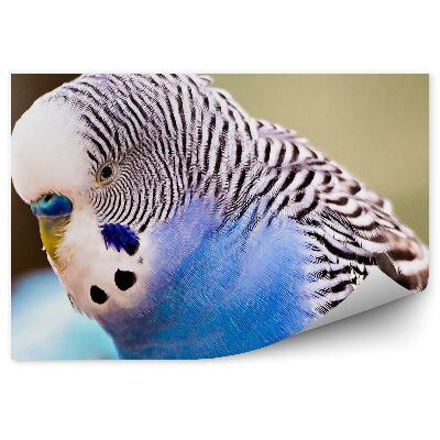 Fototapet vintage Prim-Plan Al Capului Unui Budgerigar