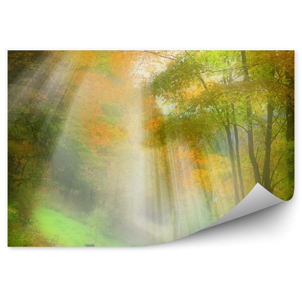 Decor fototapet Drum Forestier De Toamnă Cu Frunze