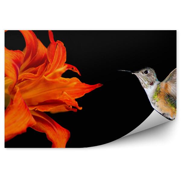Fototapet vintage Fundal negru de crin de colibri portocaliu