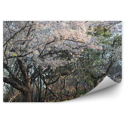 Decor fototapet Cireși flori alee iarbă