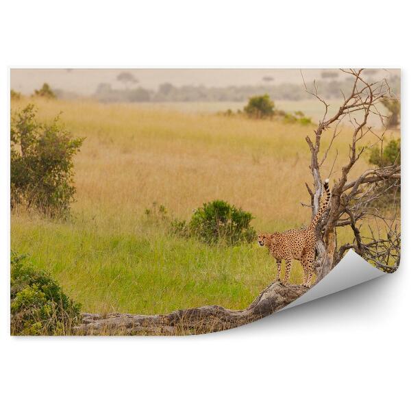 Fototapet perete Ghepard Plante Savana
