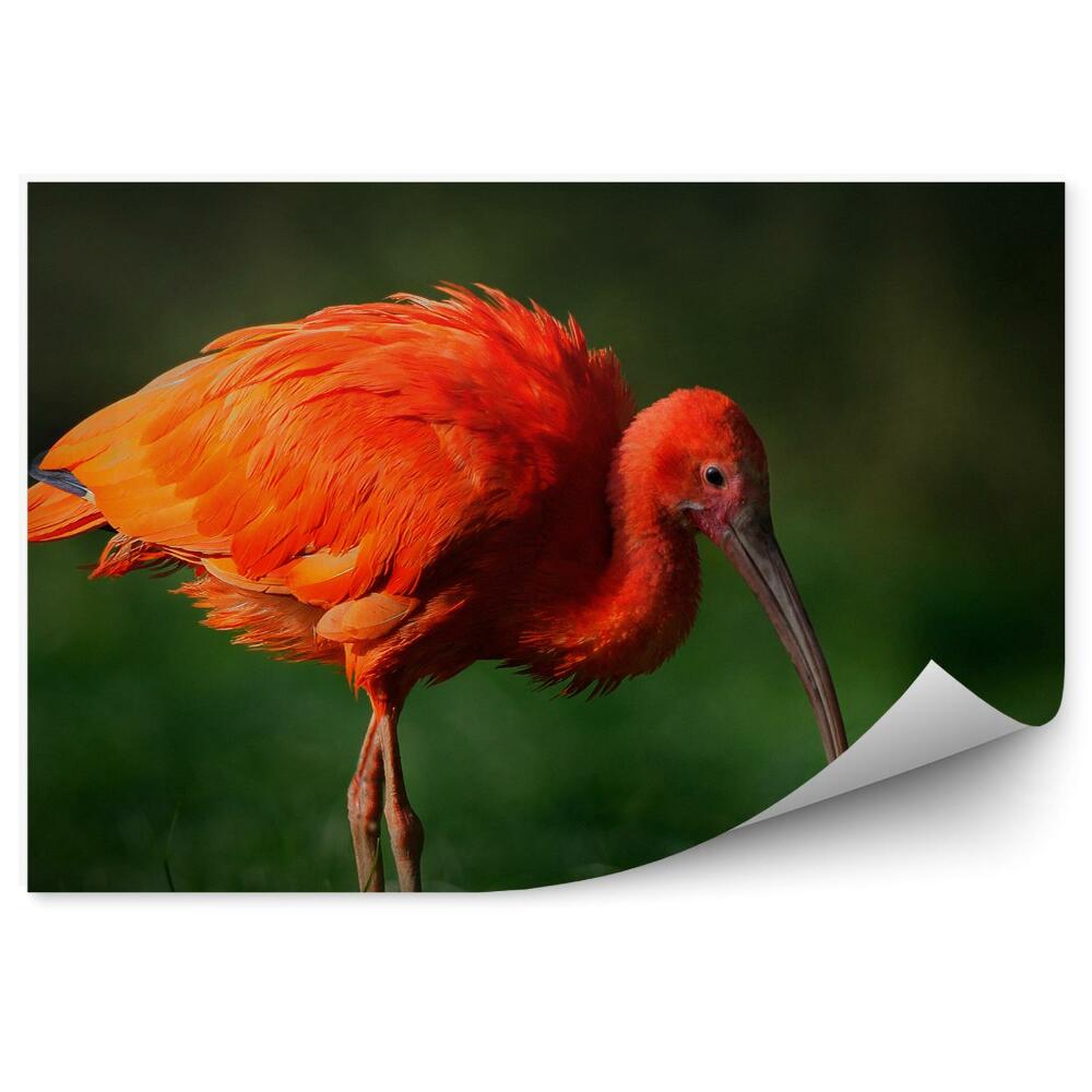 Decor fototapet Ibis Stacojiu Pasăre Exotică Pe Iarbă Verde