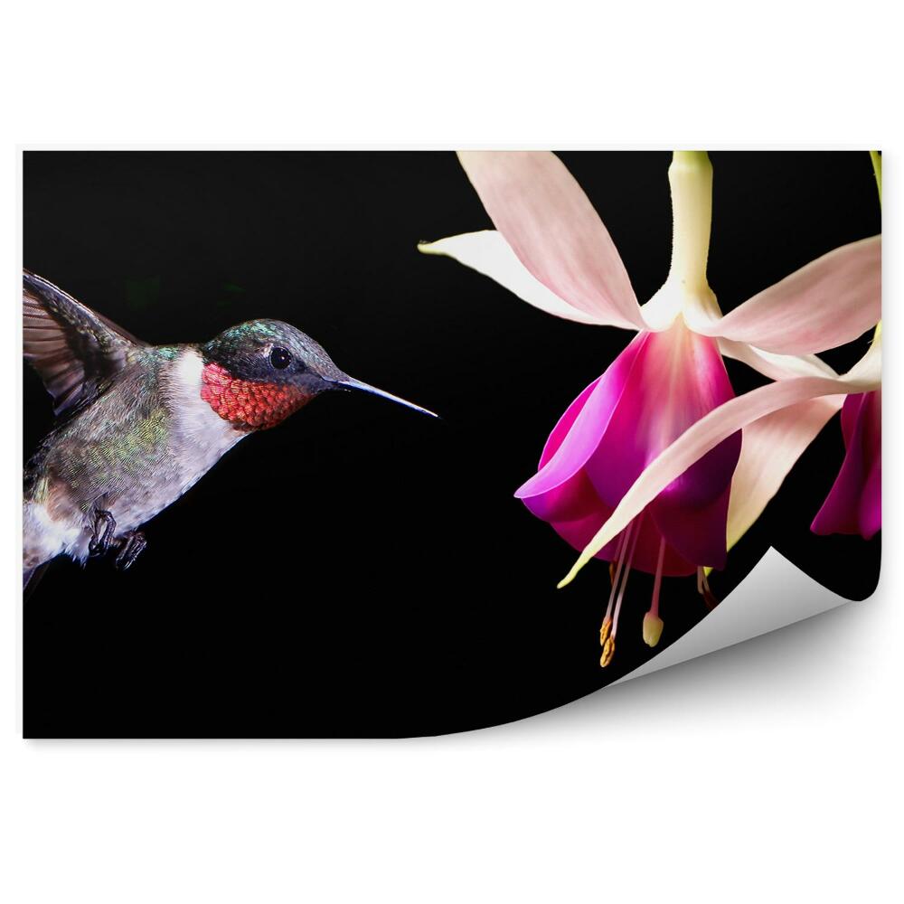 Fototapet perete Flori fucsia colibri fundal negru