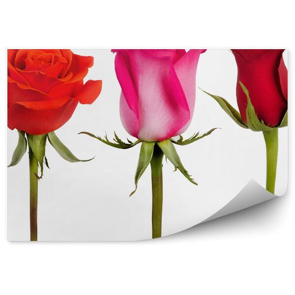 Decor fototapet Cinci trandafiri flori plante fundal alb