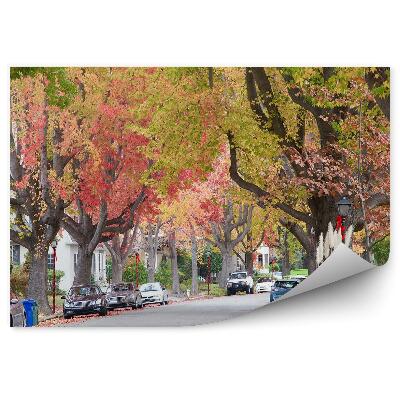 Decor fototapet Copaci Înalți Colorați De Toamnă Mașini De Stradă Oraș