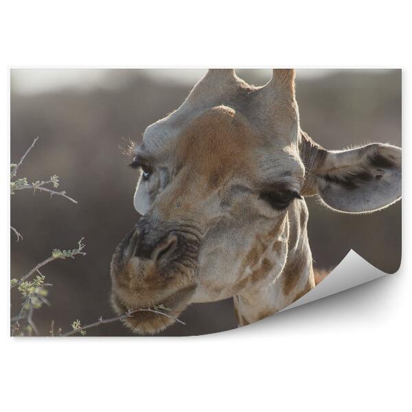 Fototapet vintage Arborele Girafelor Părăsește Safari Park Namibia