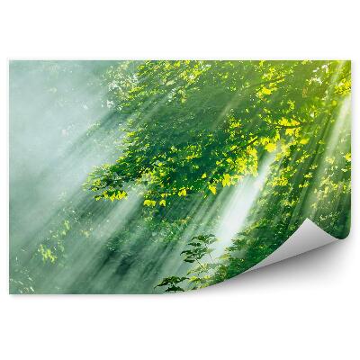 Fototapet pentru perete Pădure De Foioase Cu Raze De Soare
