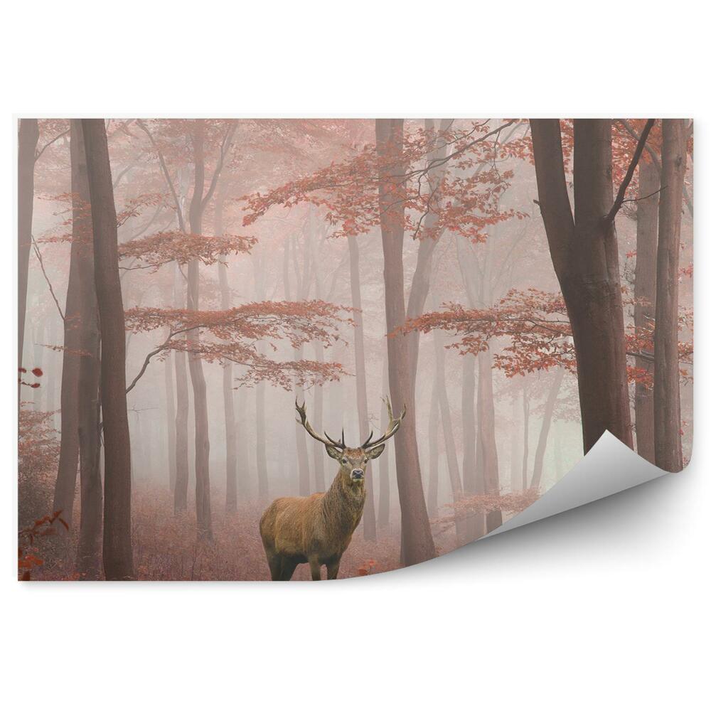 Fototapet Ceață De Căprioară Pădure De Toamnă
