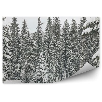 Fototapet pentru perete Pădure De Iarnă