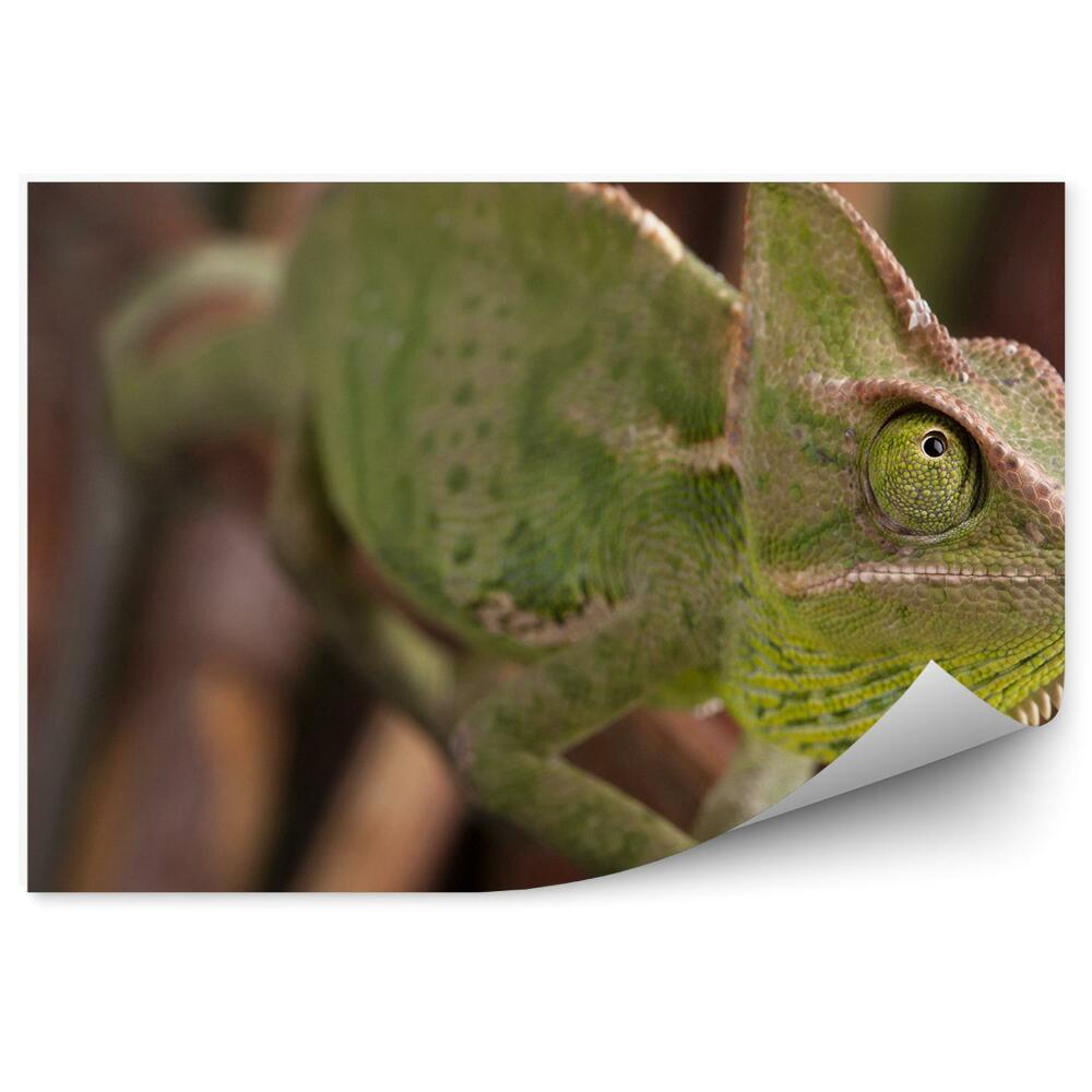 Decor fototapet Cameleonul Pe Fundalul Crenguțelor