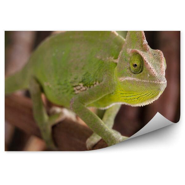 Fototapet perete Cameleon Verde Și Crenguță