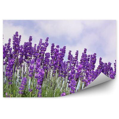 Fototapet vintage Flori De Lavandă Cer Nori