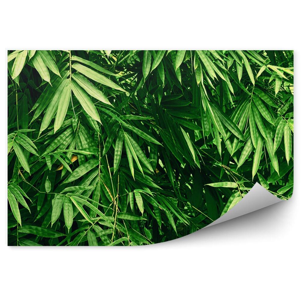 Fototapet perete Frunze Dense De Plante Verzi De Bambus