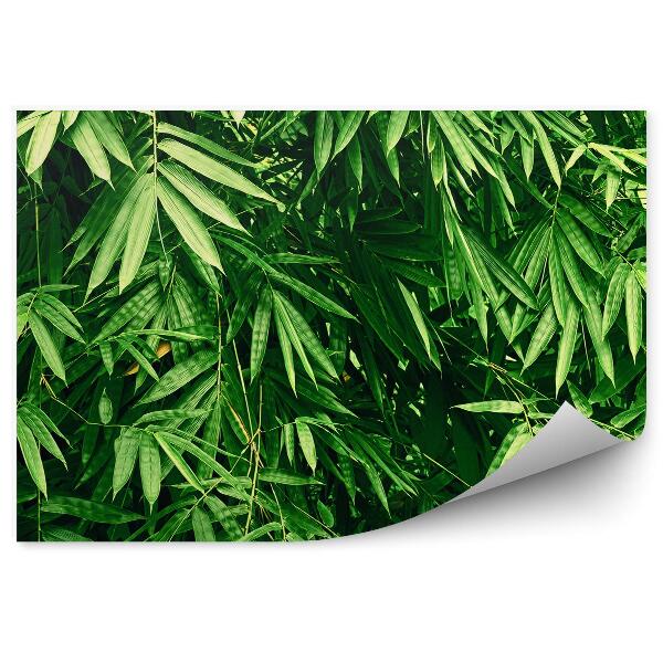 Fototapet perete Frunze Dense De Plante Verzi De Bambus