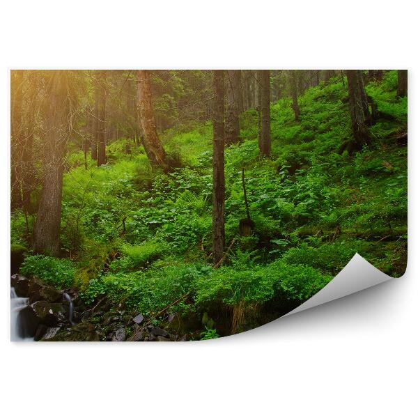 Fototapet Copaci În Pădure Ferigi Iarba Curent