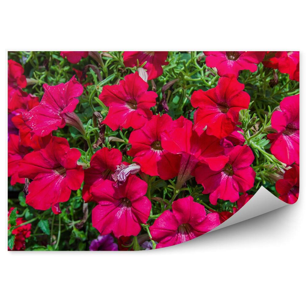 Decor fototapet Petunia Infloreste Gradina Cu Flori Colorate