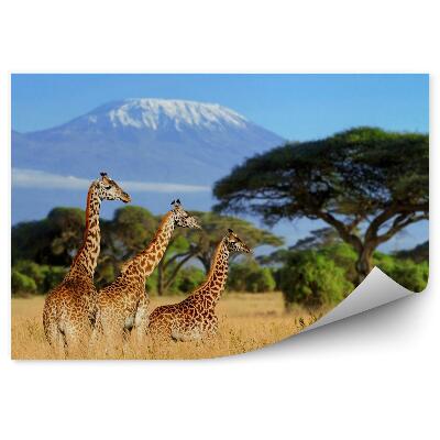 Fototapet perete Three giraffes against the backdrop of Mount Kilimanjaro