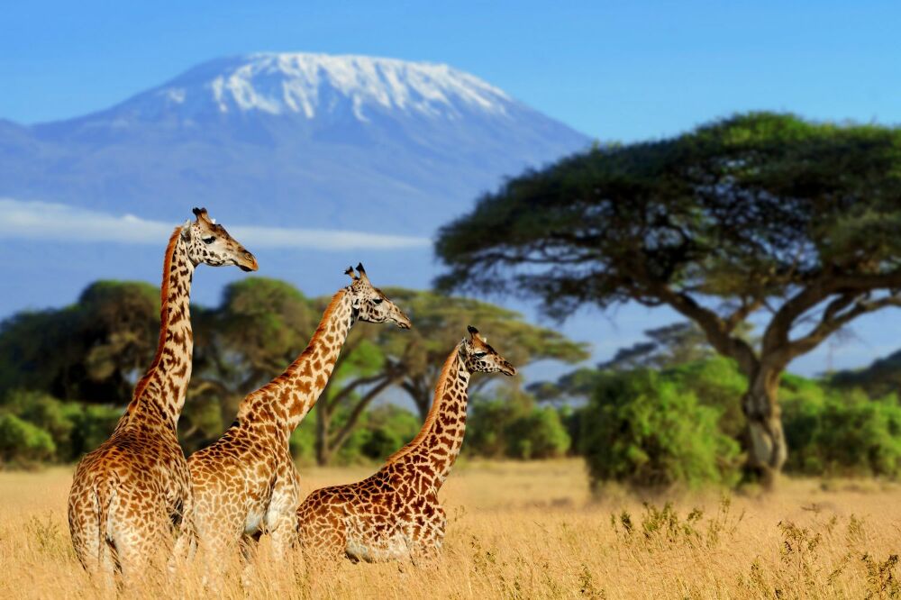 Fototapet perete Three giraffes against the backdrop of Mount Kilimanjaro