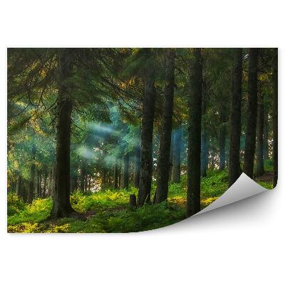 Fototapet perete Ferigi De Pădure De Conifere Însorite