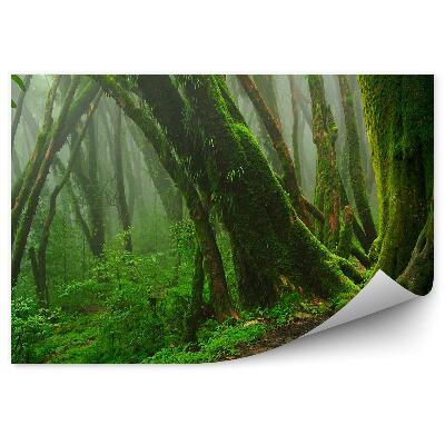 Decor fototapet Frunze Verzi De Mușchi Din Junglă Tropicală Adâncă