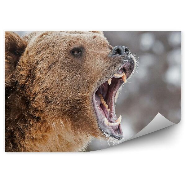 Fototapet pentru perete Un Urs Grizzly Periculos