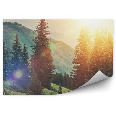 Fototapet vintage O Potecă Bătută Printre Copaci, Pomi De Crăciun, Pădure, Dealuri