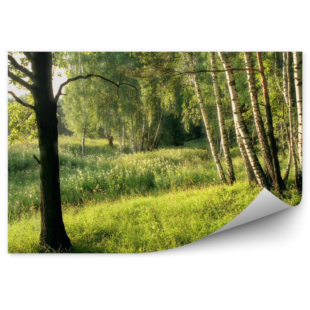 Fototapet Mesteacăni Printre Pajiștea Pădurii De Foioase