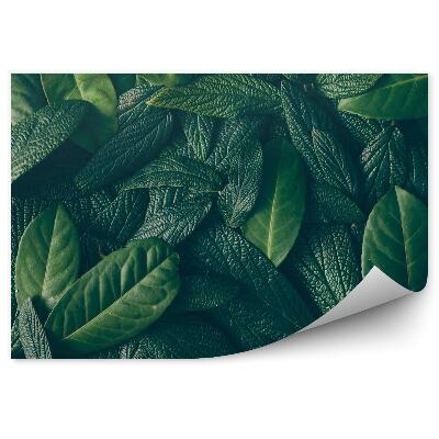 Fototapet pentru perete Aranjament din frunze verzi