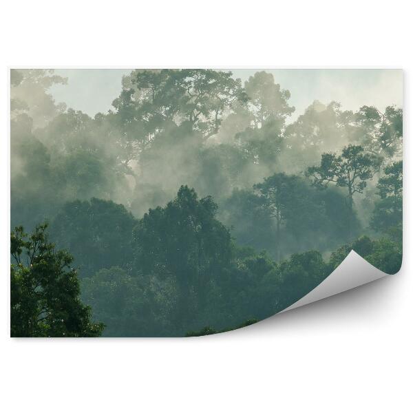 Fototapet Ceața Copacilor Din Pădure Tropicală