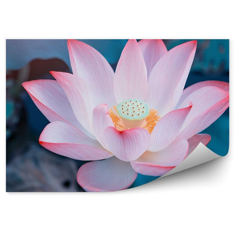 Fototapet pentru perete Nufărul deschis