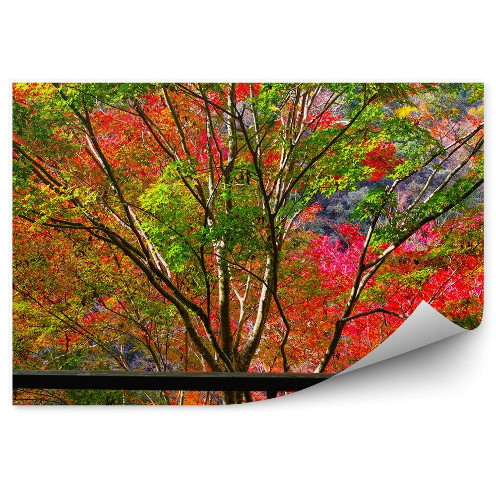 Decor fototapet Copaci Colorați De Toamnă În Afara Ferestrei