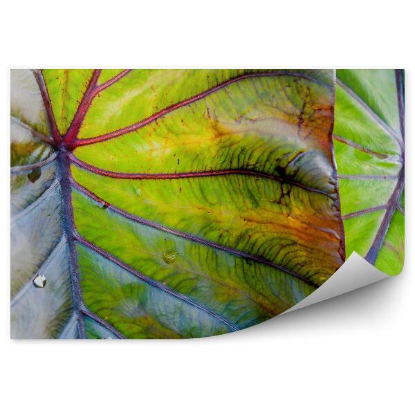 Decor fototapet Frunze Tropicale Din Hawaii