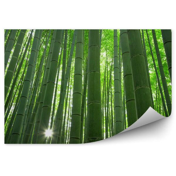 Fototapet vintage Padură Înaltă De Bambus De La Kyoto