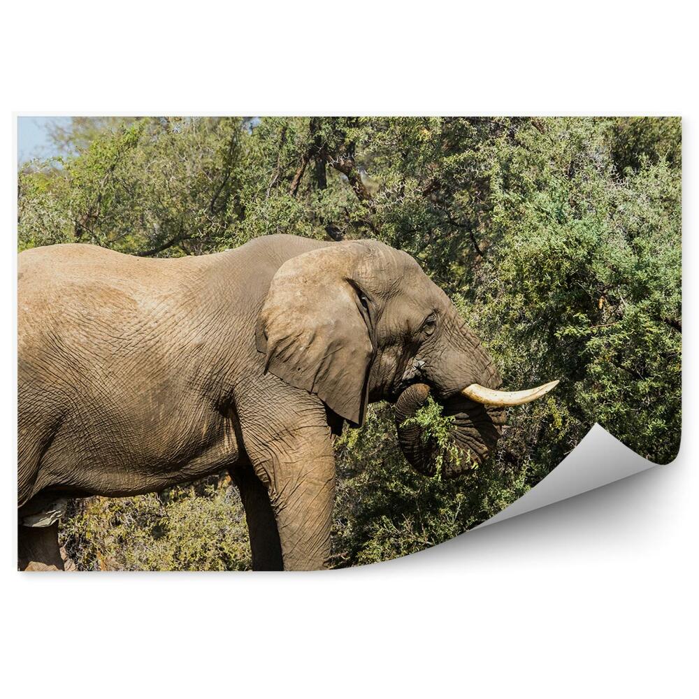 Fototapet perete Elefant Copac Frunze Natura Cer Savana Africa