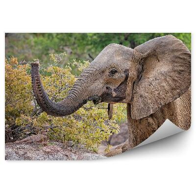 Fototapet perete Micul elefant african balansează un copac