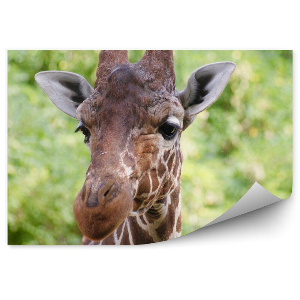 Decor fototapet Portret de girafe în vegetația naturii