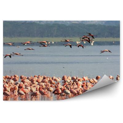 Fototapet Flamingo roz stol de animale de apă