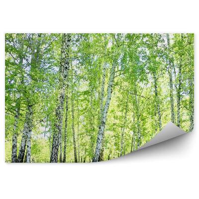 Decor fototapet Iarbă De Pădure De Mesteacăn