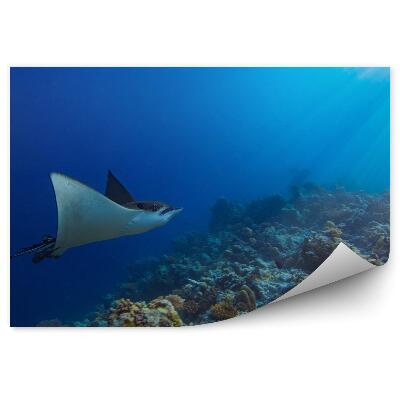 Fototapet pentru perete Recif De Corali Subacvatic De Raze În Oceanul Indian