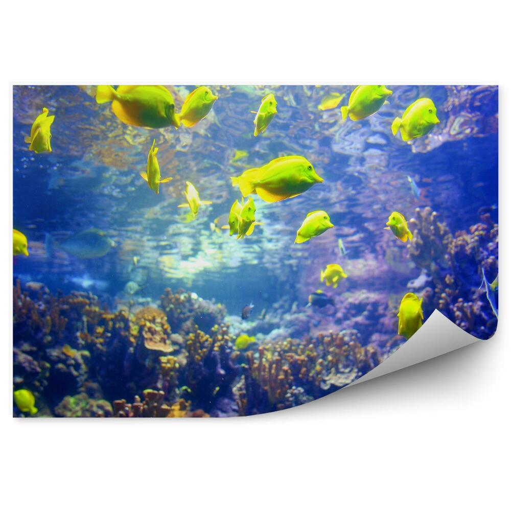 Fototapet pentru perete Pești Galbeni Animale Recif Tropical Colorat