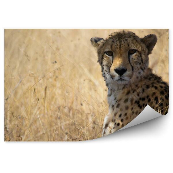 Fototapet perete Ghepard Printre Iarbă