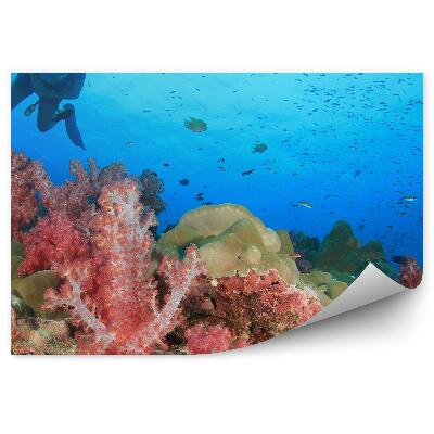 Fototapet pentru perete Apă de pești de recif de corali Diver