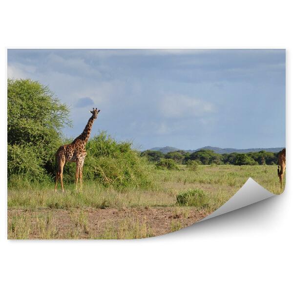 Fototapet pentru perete Girafe Iarbă Pământ Cer Nori