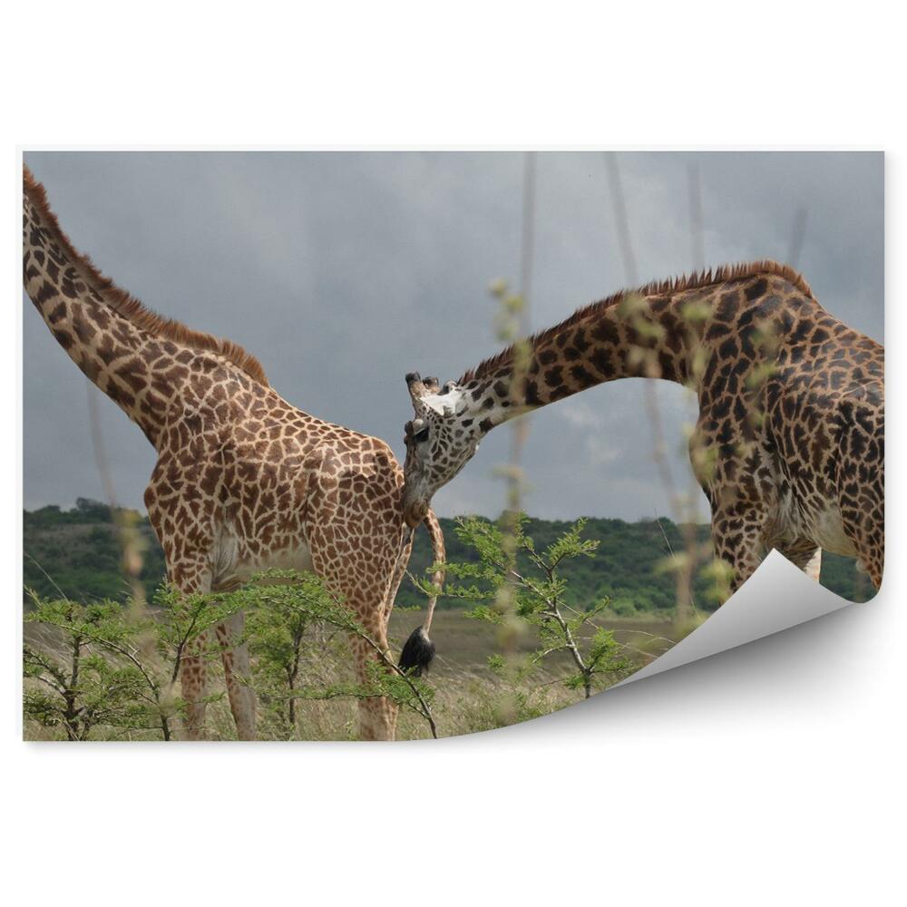 Fototapet pentru perete Cuplu De Girafe Frunze De Copac Safari Park Namibia