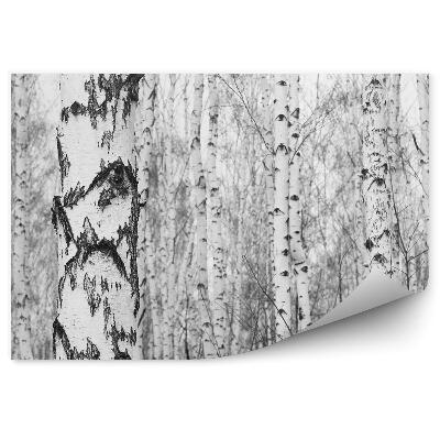 Fototapet Pădurea De Mesteacăn Alb-Negru