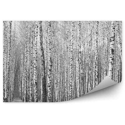 Fototapet perete Pădurea De Mesteacăn Alb-Negru