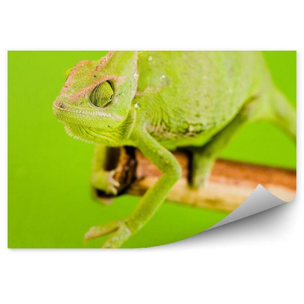 Fototapet pentru perete Cameleon Verde Pe Fond Verde